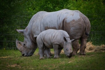 Obraz premium Mother rhinoceros and calf grazing in zoo enclosure