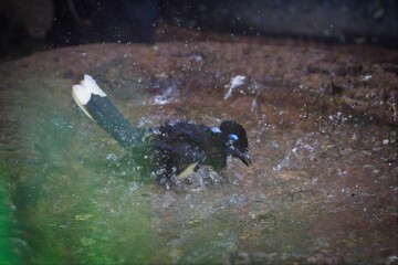 Bird splashing in water