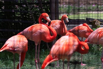 Group of pink flamingos in outdoor enclosure