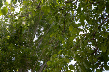 A tree with green leaves is in the foreground