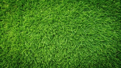 Green grass texture top view, grass, texture, green, natural, background, lawn, foliage, outdoors, fresh, growth, close-up