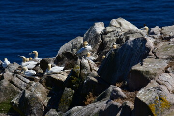Gannets, Great Saltee Island, Kilmore Quay, Co. Wexford, Ireland