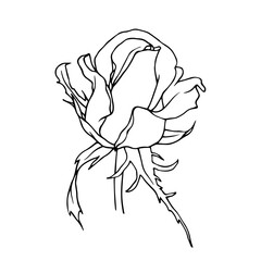 Botanical contour, linear sketch of a rose flower. Vector graphics.