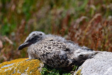 Seagull chicks. Great Saltee Island, Kilmore Quay, Co. Wexford, Ireland