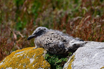 Seagull chicks. Great Saltee Island, Kilmore Quay, Co. Wexford, Ireland
