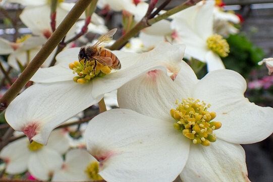 Honey bee on dogwood flower, macro