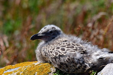 Seagull chicks. Great Saltee Island, Kilmore Quay, Co. Wexford, Ireland