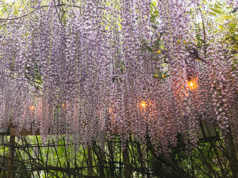 Wisteria hanging over patio-hdr