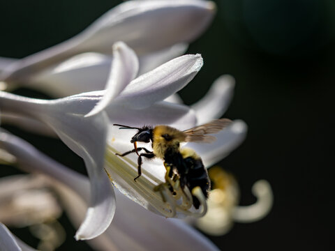 Honey bee with probiscus in Hosta flower - macro