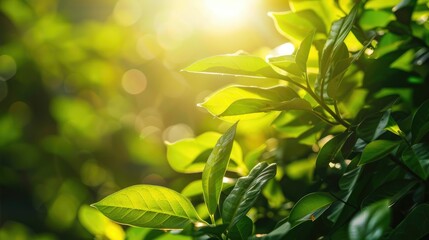 Close-up of vibrant green foliage under the warm sun, showcasing the beauty of nature in summer