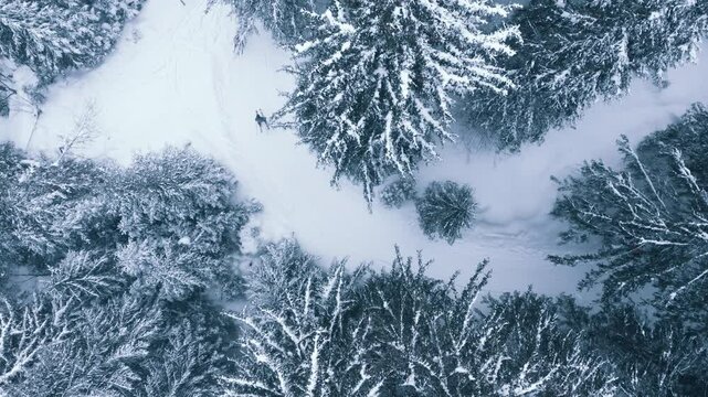 Flying drone aerial 4K footage of a snow covered spruce trees with a ski track with moving two skiers and snowboarder. Snowflakes falling on the Tatra mountain forest. Active people concept video.