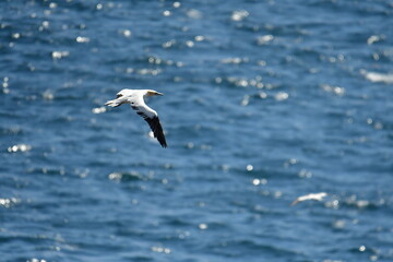 Gannets, Great Saltee Island, Kilmore Quay, Co. Wexford, Ireland