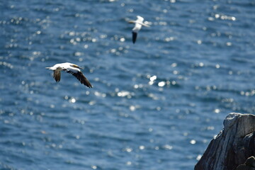 Gannets, Great Saltee Island, Kilmore Quay, Co. Wexford, Ireland