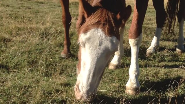 Two brown horses eating grass in the mountains.