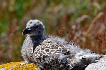 Seagull chicks. Great Saltee Island, Kilmore Quay, Co. Wexford, Ireland