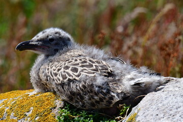 Seagull chicks. Great Saltee Island, Kilmore Quay, Co. Wexford, Ireland