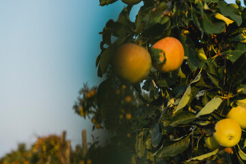 Manzanas en árbol. Detalle.