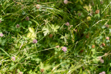 A field of grass with a few flowers in it