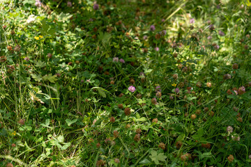 A field of purple flowers with a few brown flowers in the middle
