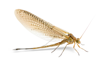 Close-up of delicate mayfly with transparent wings