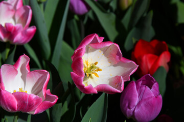 Inside of a Pink Tulip