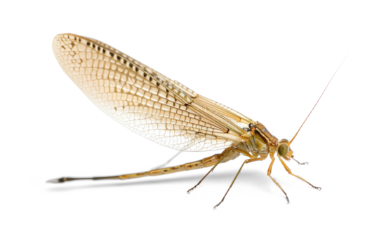 Close-up of delicate mayfly with transparent wings