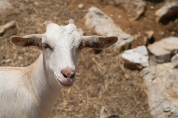 Obraz premium Close-up of a white goat with a blurred rocky background. Symi Island, Greece