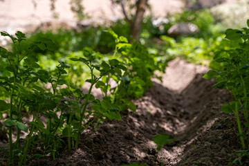 A row of plants growing in a dirt field