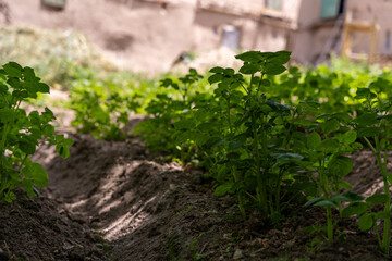 A row of green plants growing in a dirt field