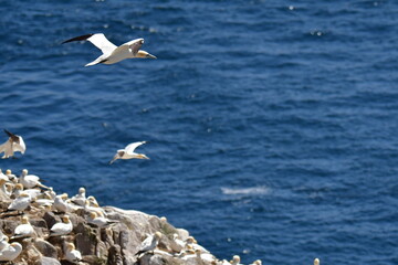 Gannets, Great Saltee Island, Kilmore Quay, Co. Wexford, Ireland