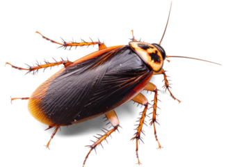 Close-Up Cockroach Image