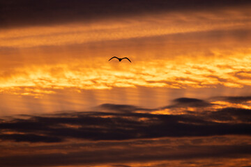 Bird silhouette flying at sunset