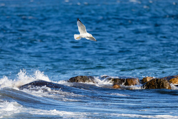 Fototapeta premium Seagull soaring above waves and rocks