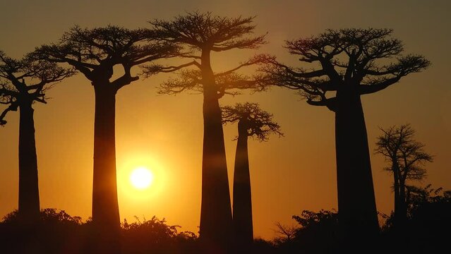Madagascar. Avenue of the Baobabs at sunsetюLandscape with the big trees baobabs in Madagascar. Baobab alley during sunset or sunrise, late evening orange sun and baobab silhouettes.