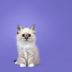 Sacred Birman cat kitten, sitting up facing front. Looking towards camera with breed typical piercing blue eyes. Isolated on a lilac purple background.