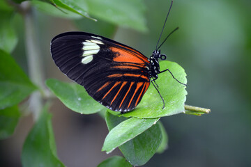 butterfly on leaf
