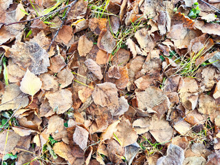autumn leaves background