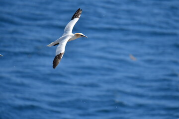 Gannets, Great Saltee Island, Kilmore Quay, Co. Wexford, Ireland