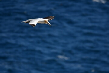 Fototapeta premium Gannets, Great Saltee Island, Kilmore Quay, Co. Wexford, Ireland