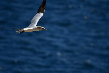 Gannets, Great Saltee Island, Kilmore Quay, Co. Wexford, Ireland