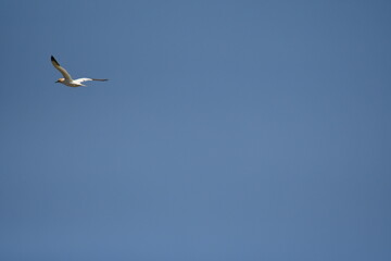 Gannets, Great Saltee Island, Kilmore Quay, Co. Wexford, Ireland