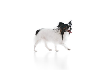 Little adorable pet, purebred Papillon dog walking with tongue sticking out isolated on white background. Concept of domestic animals, pet care, vet, companion