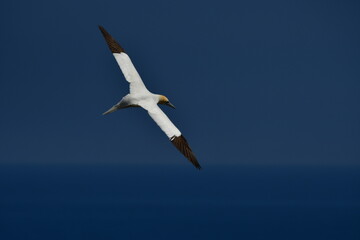 Gannets, Great Saltee Island, Kilmore Quay, Co. Wexford, Ireland