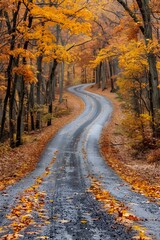 Winding road through the autumn forest