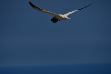 Gannets, Great Saltee Island, Kilmore Quay, Co. Wexford, Ireland
