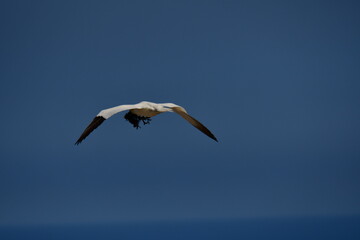 Gannets, Great Saltee Island, Kilmore Quay, Co. Wexford, Ireland