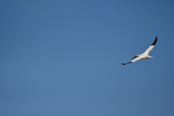 Gannets, Great Saltee Island, Kilmore Quay, Co. Wexford, Ireland