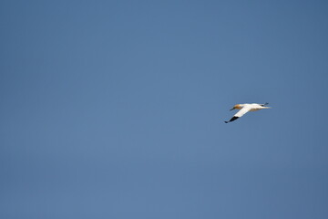Gannets, Great Saltee Island, Kilmore Quay, Co. Wexford, Ireland