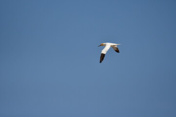 Gannets, Great Saltee Island, Kilmore Quay, Co. Wexford, Ireland