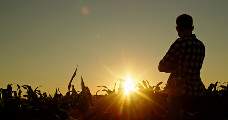 Confident young man admires the sunset over a cornfield, rear view